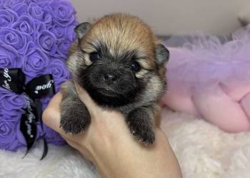 Sunia mini szpic miniaturowy pomeranian Orange Sable badania DNA !
