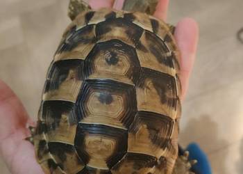 Żółw Lądowy Grecki Olsztyn Grecki Cites 3-5 lat