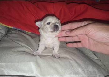 Chihuahua samczyk długowłosy FCI