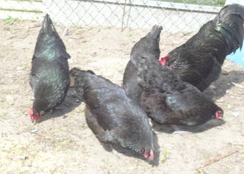 Jaja lęgowe austrolop, australorp