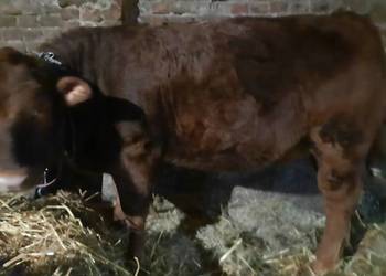 Sprzedam jałówkę mięsną