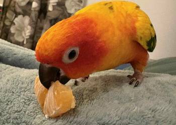 Konura słoneczna samiec prawie 2 lata oswojona