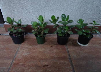 Grubosz crassula drzewko szczęścia