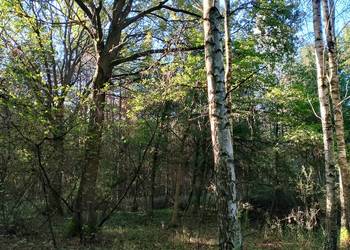 Sprzedam pole orne zalesione