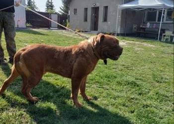 Sprzedam psa dog de bordux