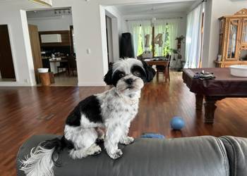 Krycie unikalny Biro Yorkshire Terrier
