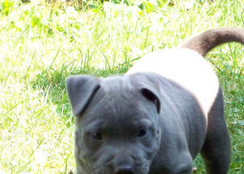 American Staffordshire Terrier Blue Amstaff Samiec