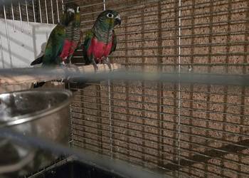 Sprzedam Samca Rudosteki Czerwonobrzucha