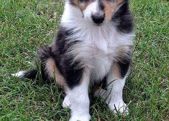 Owczarek Szkocki Collie Szczeniaki piesek
