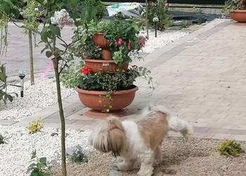 Piękny pies shihtzu