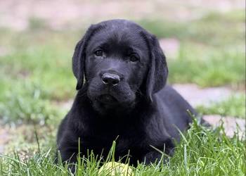 Czarny samiec Labrador Retriever FCI