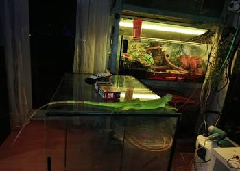 Legwan zielony samica, gady, płazy, ryby,  rośliny