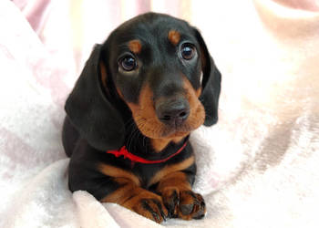 SAMIEC Jamnik krótkowłosy Czarny podpalany Kraków