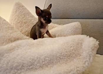Chihuahua xxs błękitna