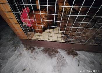 Kury zielononóżki 2+1