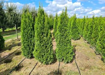 Tuja Szmaragd,Thuja Smaragd 200-220 cm - SUPER JAKOŚĆ, PRODUCENT