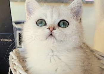 Kocięta Brytyjskie,. Srebrne oraz srebrne  pointy