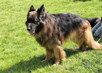 Reproduktor owczarek niemiecki