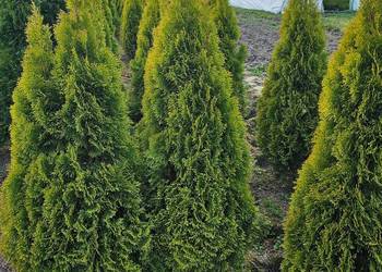 Golden Szmaragd Tuje Thuje Tuja Krzewy Thuja