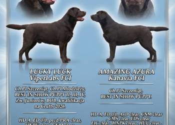 Labrador Retriever ZKwP/FCI- czekoladowe szczenięta