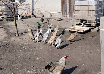 Biegusy indyjskie 2025