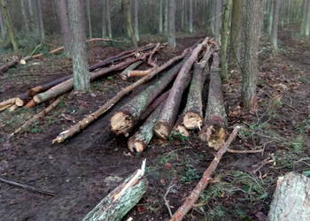 Drzewo opałowe kominkowe  brzoza sosna