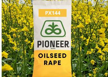 Nasiona rzepaku Pioneer PX144