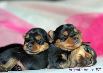yorkshire terrier rodowód ZKwP FCI