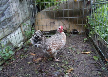 Liliputki para kogut + kura, kury