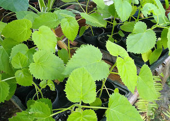 Paulownia sadzonka Cesarskie drzewko oraz 1000 nasion i świetny gratis!