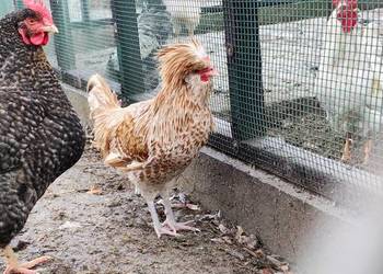 Czubatka wielbłądzia.