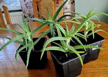Aloes leczniczy