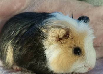 Świnki morskie młode