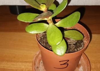 Grubosz, trzykrotka-setkrezja, reo,aloes-zestaw 4 roślin za 17zł