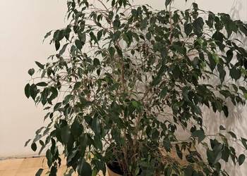 Beniamin Fikus wysokość 130cm z donicą ozdobną złotą rozłożysty zieleń