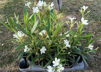 Oleander biały wysokość 30 -40 cm