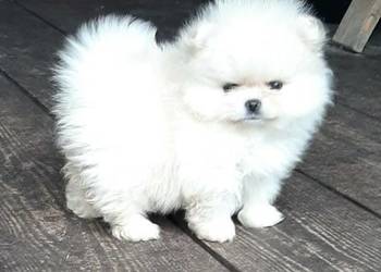 Szpic miniaturowy pomeranian piesio mega miś