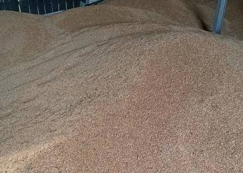 Pszenżyto ozime BELCANTO, pierwszy zbiór po centrali Pszenżyto ozime BELCANTO, pierwszy zbiór po centrali