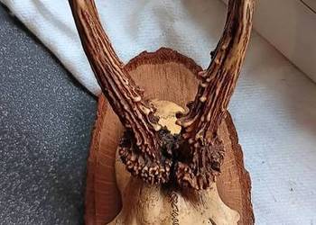 Poroże Parostki sarny na desce