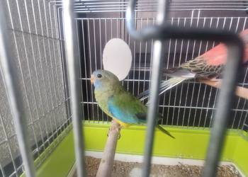 Papuga łąkowka wspaniała