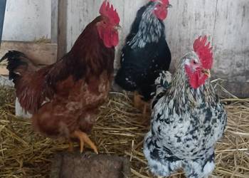 Sprzedam koguty 50zl.