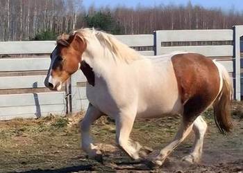 Na sprzedaż śliczna klacz zimnokrwista