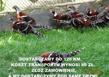 Sprzedam Bażanty Kasztanowe Elioty (Bażant) z 2025 - Samce i Samice