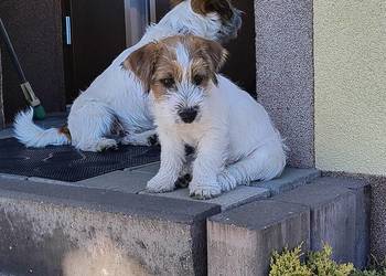 Jack Russell Terrier