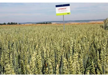 Pszenica jara kwalifikowana C1 LENNOX przewódka