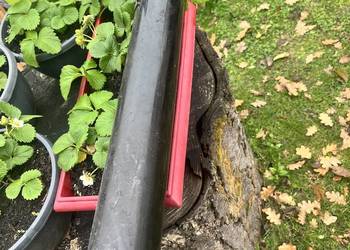 Tłumik MZ saxon 125/150 org