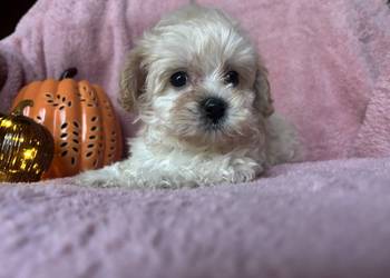 Sunia Maltipoo F1 biszkoptowa