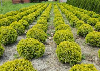 Tuja Mirjam, Złota Kula