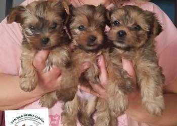 Yorkshire terrier złoty piesek