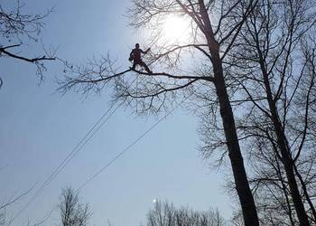 Wycinka drzew metodą alpinistyczna/ Arborysta